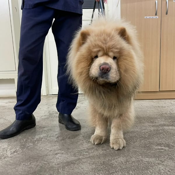 【待認養】鬆獅犬 狗 (男生) - 臺北市動物之家
