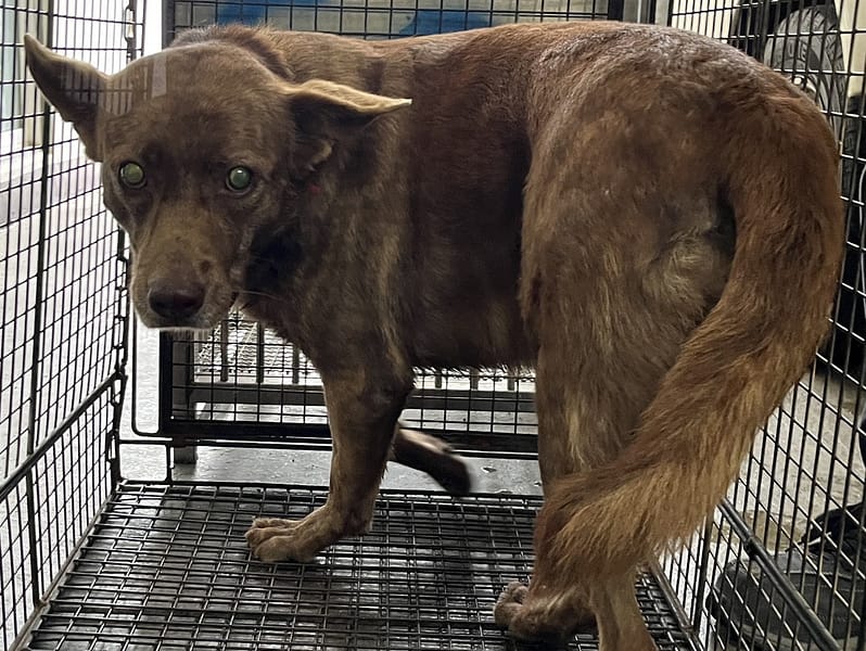 【待認養】混種犬 狗 (女生) - 桃園市動物保護教育園區