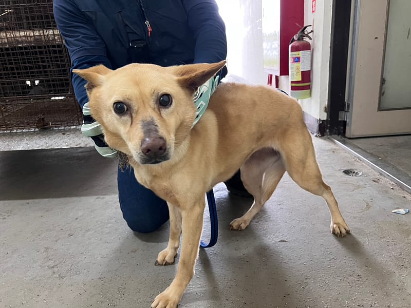 【待認養】混種犬 狗 (女生) - 桃園市動物保護教育園區
