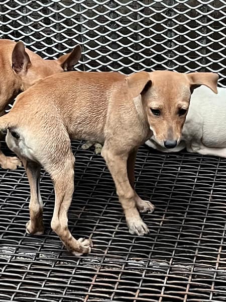 【待認養】混種犬 狗 (女生) - 彰化縣流浪狗中途之家