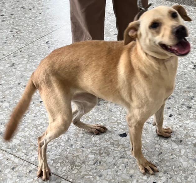 【待認養】混種犬 狗 (女生) - 花蓮縣狗貓躍動園區
