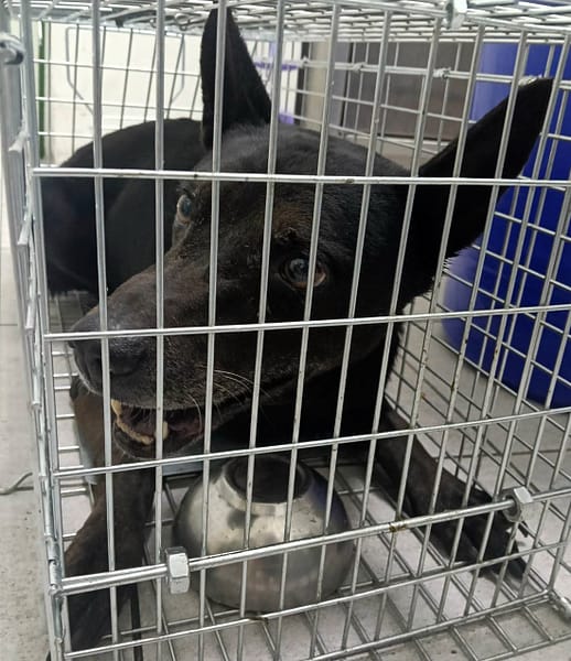 【待認養】混種犬 狗 (男生) - 嘉義市動物保護教育園區