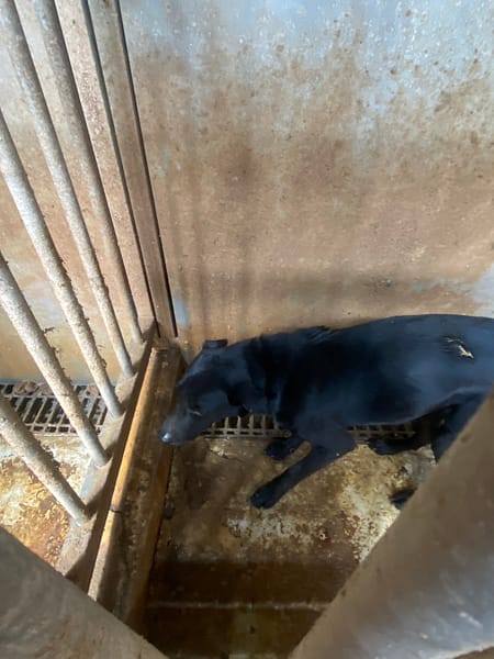 【待認養】混種犬 狗 (男生) - 臺南市動物之家善化站