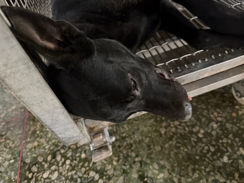 【待認養】混種犬 狗 (男生) - 臺南市動物之家善化站