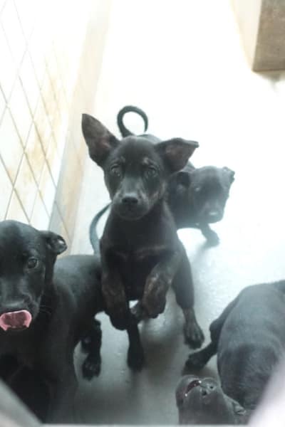 【待認養】混種犬 狗 (未知) - 宜蘭縣流浪動物中途之家