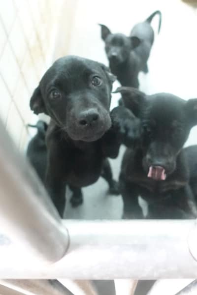 【待認養】混種犬 狗 (未知) - 宜蘭縣流浪動物中途之家