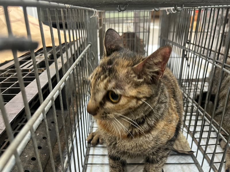 【待認養】混種貓 貓 (女生) - 金門縣動物收容中心