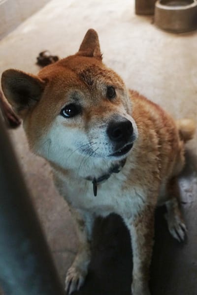 【待認養】柴犬 狗 (女生) - 宜蘭縣流浪動物中途之家