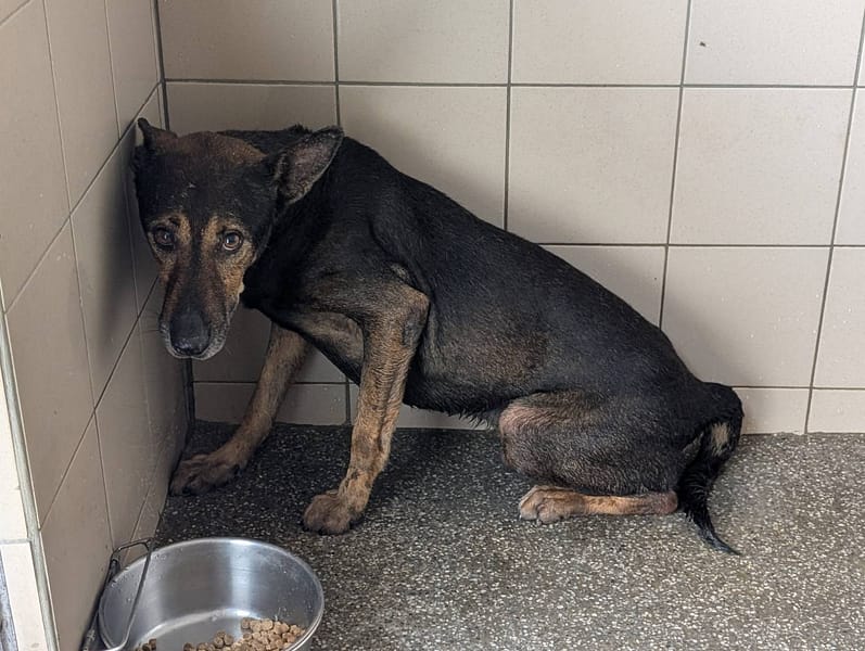 【待認養】混種犬 狗 (男生) - 高雄市燕巢動物保護關愛園區