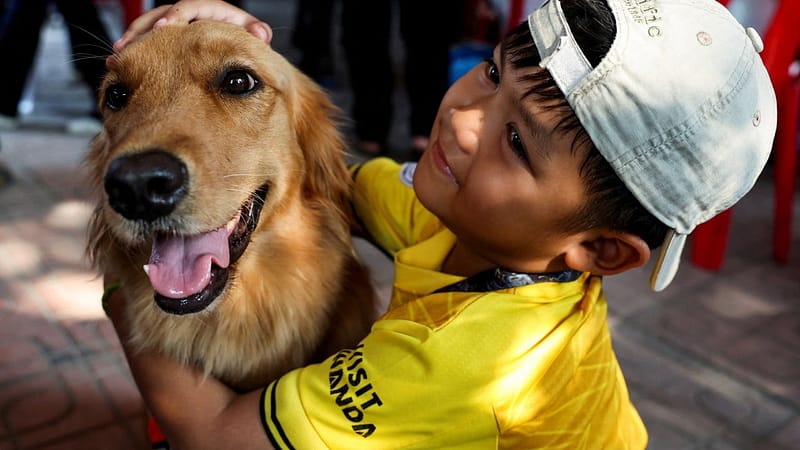 Thailand’s rescue dogs provide support to grieving families after Bangkok skyscraper collapse