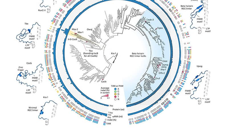 Rationale engineering generates a compact new tool for gene therapy