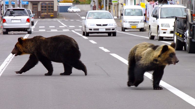 Japan’s bear attacks surge: is social media clout worth risking life and limb?
