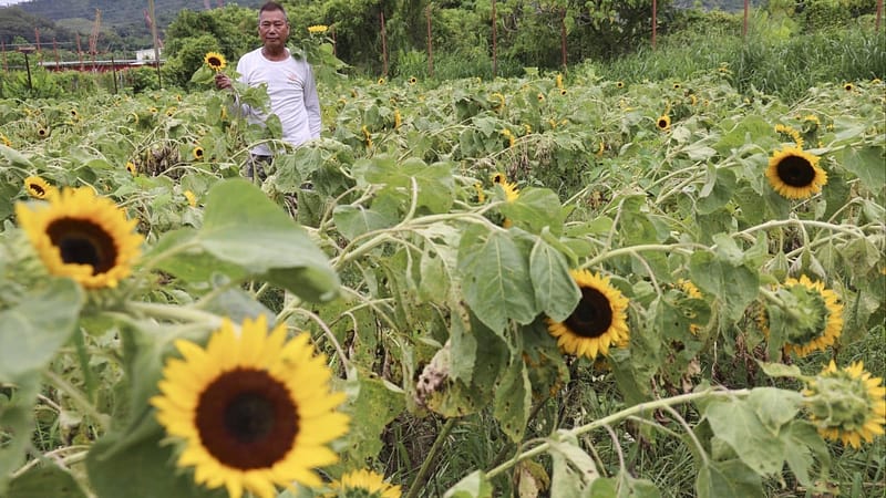 Typhoon Wipha batters Hong Kong sunflower farm, leaving owner with losses