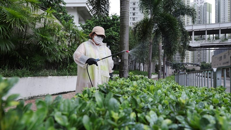 Chikungunya fever: Hong Kong urged to step up mosquito control after rainstorm
