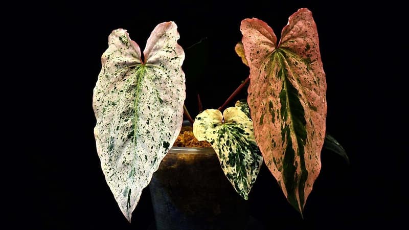 Exotic plant industry; Australia, India unite on rare earths: 7 Asia highlights