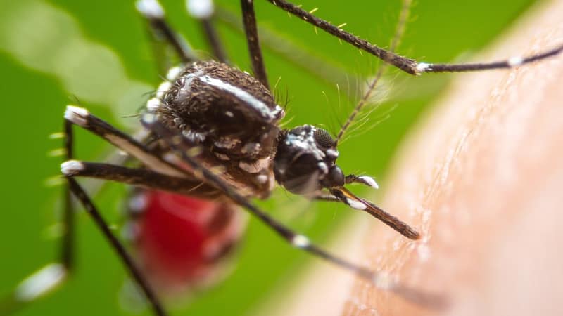 Hong Kong confirms 3 new imported cases of chikungunya fever