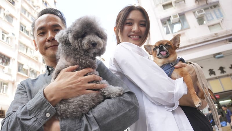 New film chronicles animal welfare group’s efforts to save Hong Kong’s strays
