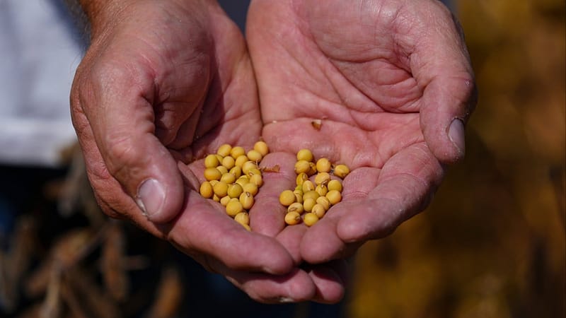 China’s soybean imports surge as orders to US hit zero and American farmers fret
