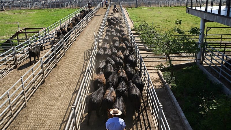 China imposes beef-import quota, slaps over-quota tariffs to shield local industry