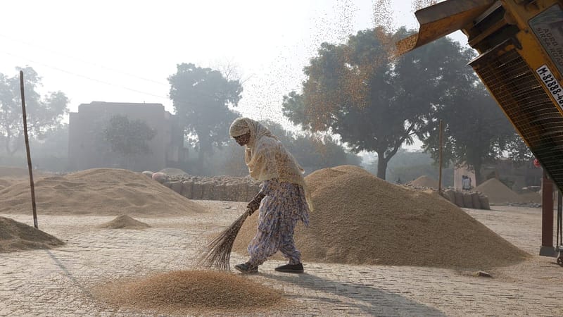 India’s rice exports face price pressures as Trump threatens more tariffs