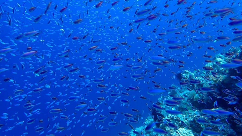 Senior Chinese diplomat takes swipe at US over deep-sea mining strategy