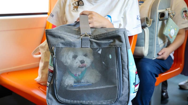 1,200 dogs allowed to travel on Hong Kong’s major rail lines for fundraiser event