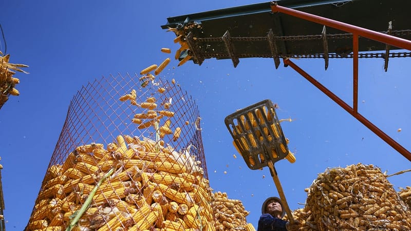Chinese scientists turn carbon dioxide to starch with 10-fold productivity boost