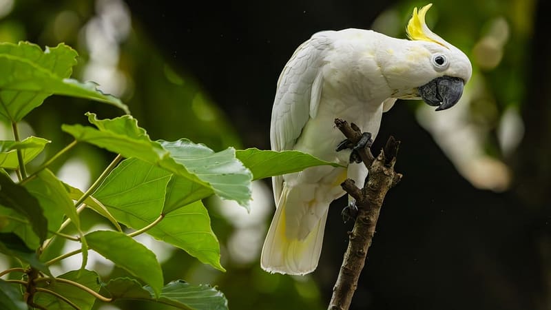 Hong Kong cockatoos could help save Indonesia’s endangered species, study shows