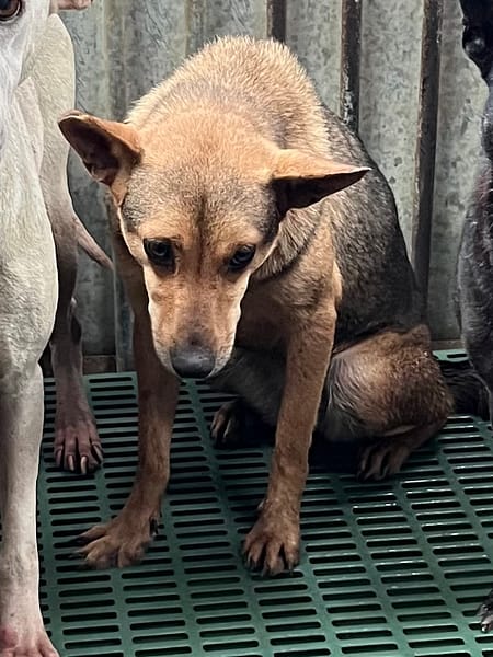 【待認養】混種犬 狗 (女生) - 彰化縣流浪狗中途之家