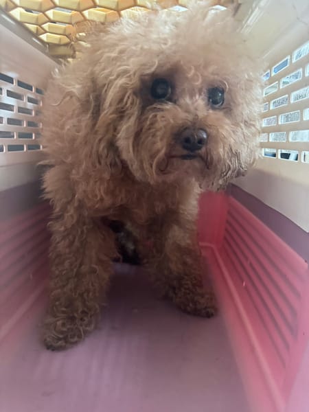 【待認養】貴賓犬 狗 (女生) - 新北市八里區公立動物之家