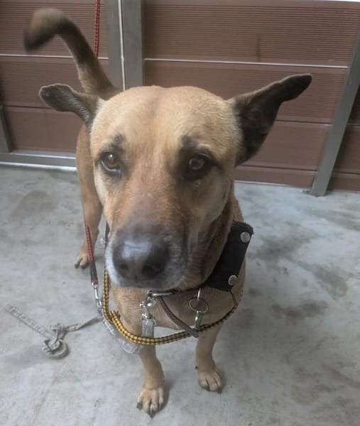 【待認養】混種犬 狗 (男生) - 新北市五股區公立動物之家