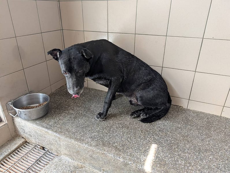 【待認養】混種犬 狗 (男生) - 高雄市燕巢動物保護關愛園區