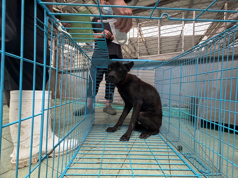 【待認養】混種犬 狗 (男生) - 高雄市燕巢動物保護關愛園區