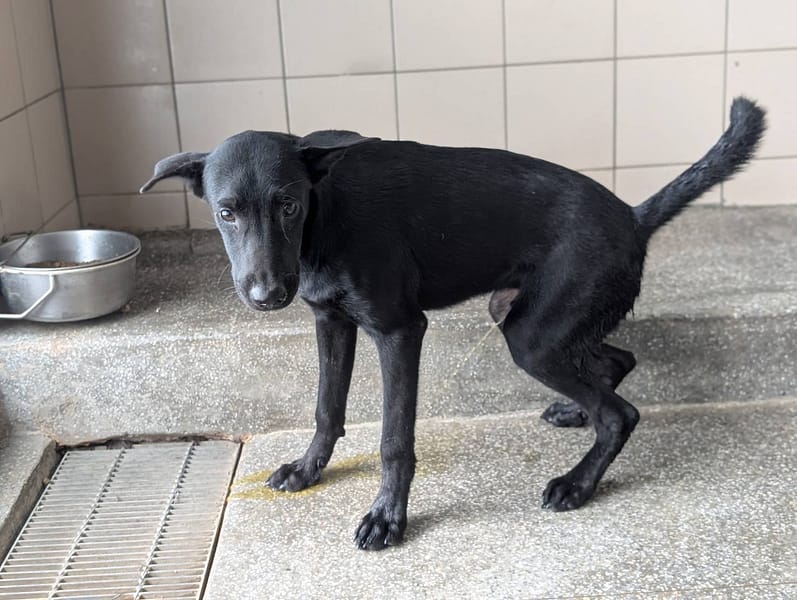 【待認養】混種犬 狗 (男生) - 高雄市燕巢動物保護關愛園區