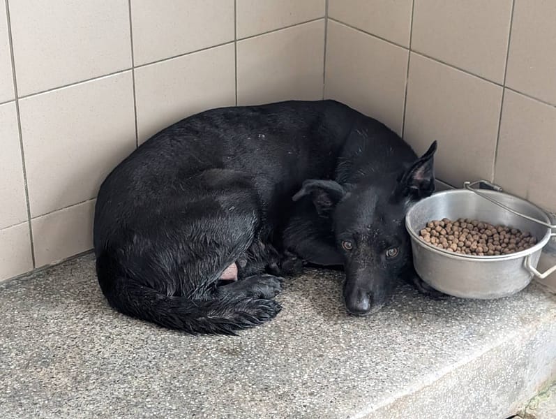【待認養】混種犬 狗 (男生) - 高雄市燕巢動物保護關愛園區