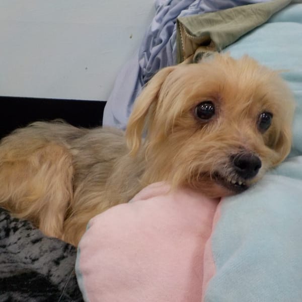 【待認養】混種犬 狗 (女生) - 南投縣公立動物收容所