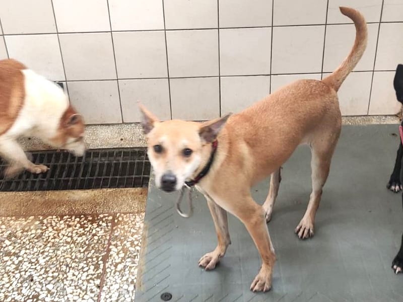 【待認養】混種犬 狗 (女生) - 高雄市壽山動物保護教育園區