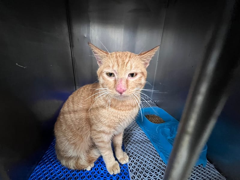 【待認養】混種貓 貓 (男生) - 桃園市動物保護教育園區