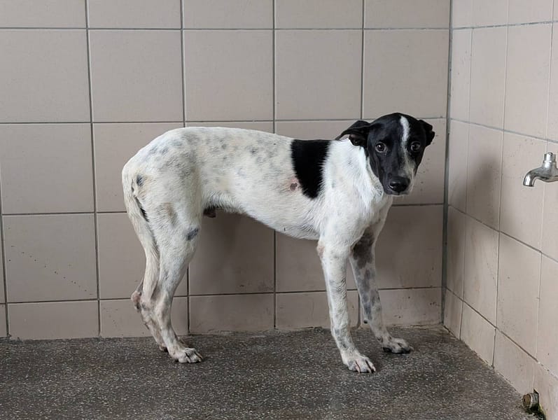 【待認養】混種犬 狗 (男生) - 高雄市燕巢動物保護關愛園區