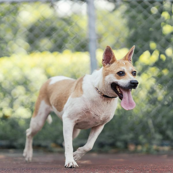 【待認養】混種犬 狗 (女生) - 新北市板橋區公立動物之家