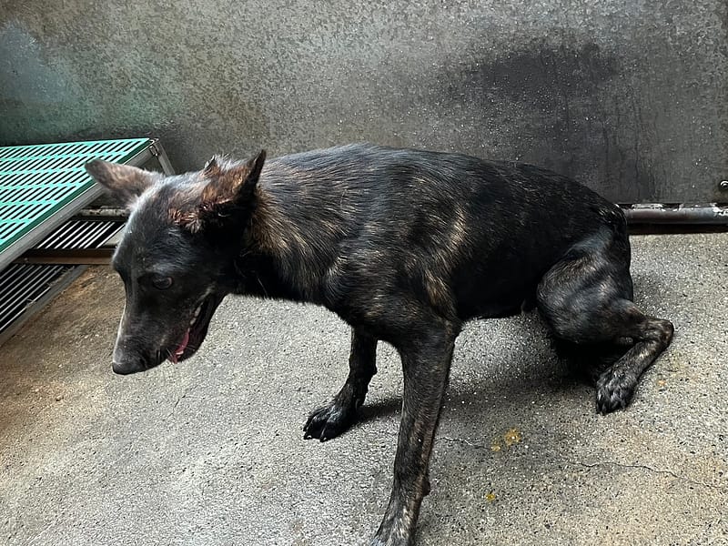 【待認養】混種犬 狗 (女生) - 彰化縣流浪狗中途之家
