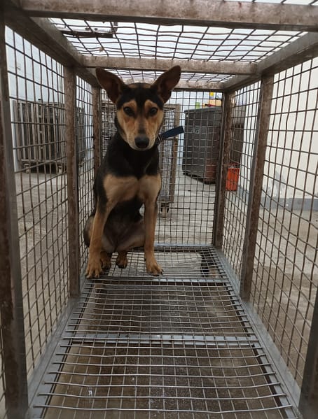 【待認養】混種犬 狗 (女生) - 嘉義縣動物保護教育園區