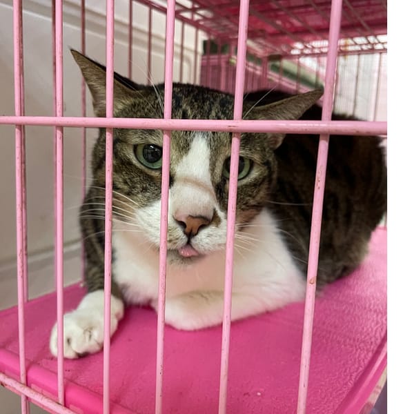 【待認養】混種貓 貓 (男生) - 臺南市動物之家善化站