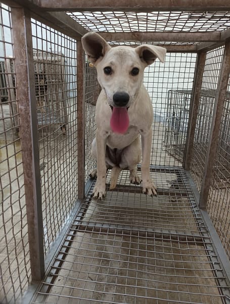 【待認養】混種犬 狗 (女生) - 嘉義縣動物保護教育園區