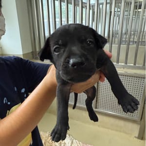 【待認養】混種犬 狗 (女生) - 嘉義市動物保護教育園區