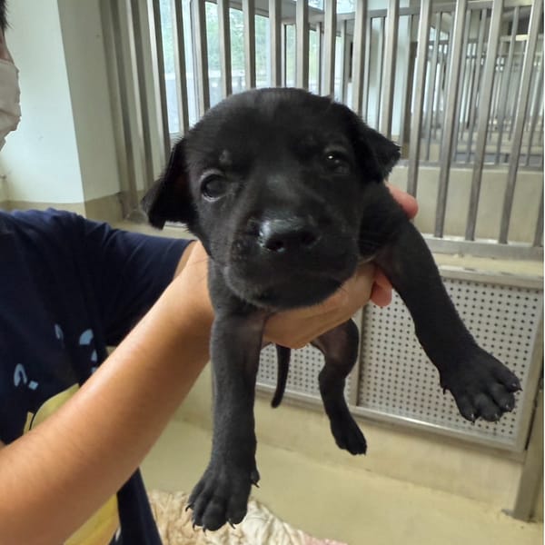 【待認養】混種犬 狗 (女生) - 嘉義市動物保護教育園區