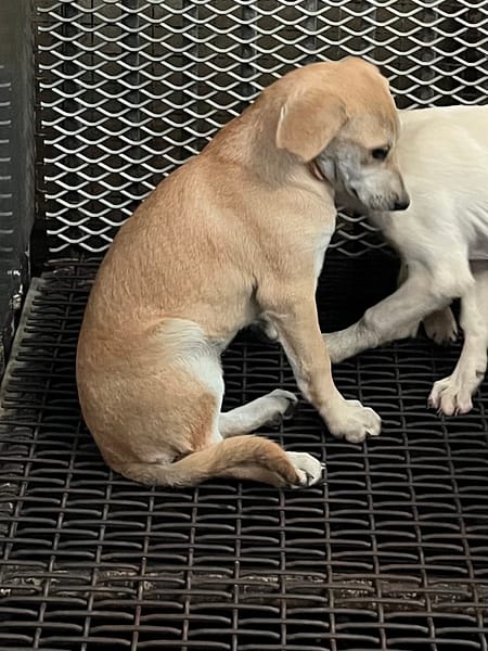 【待認養】混種犬 狗 (女生) - 彰化縣流浪狗中途之家