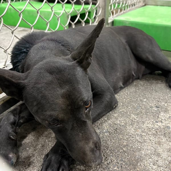 【待認養】混種犬 狗 (女生) - 臺東縣動物收容中心