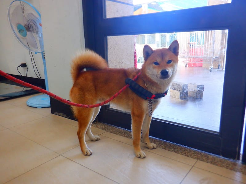 【待認養】混種犬 狗 (男生) - 南投縣公立動物收容所