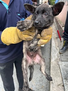 【待認養】混種犬 狗 (男生) - 彰化縣流浪狗中途之家